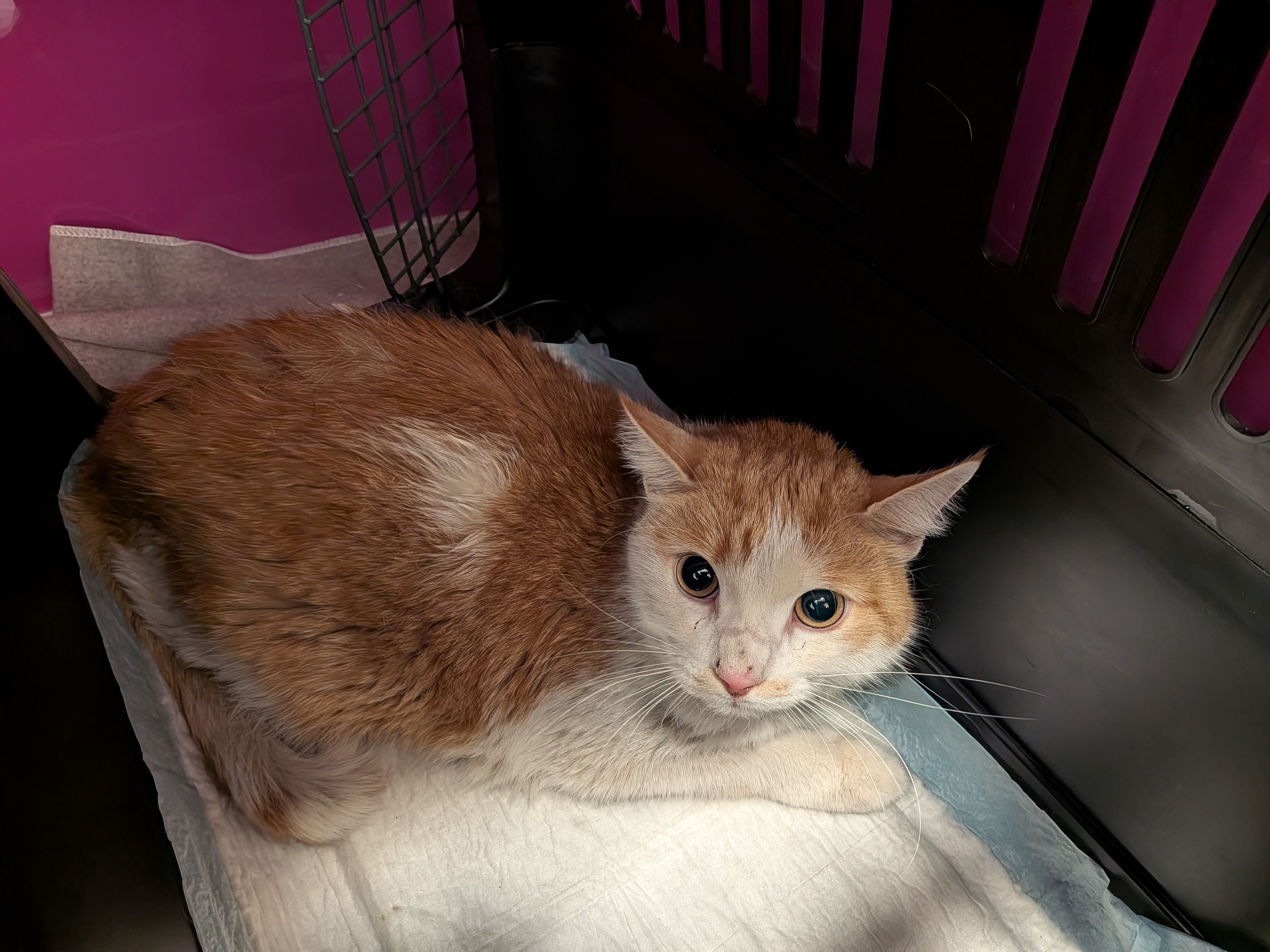 Eine rot-weiße Katze liegt ängstlich in einer Transportbox auf einer Unterlage.