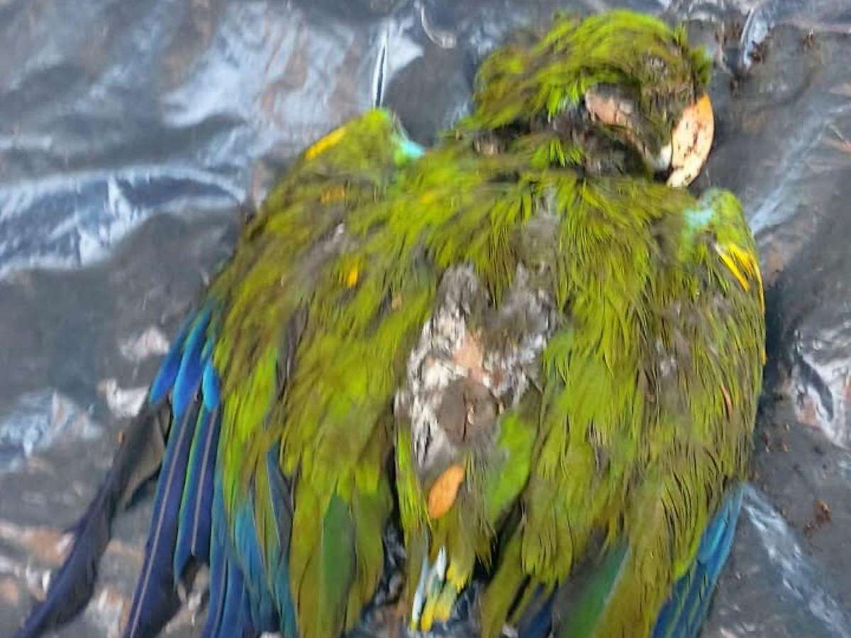 Ein toter grüner Papagei liegt auf einer schwarzen Plastikfolie.