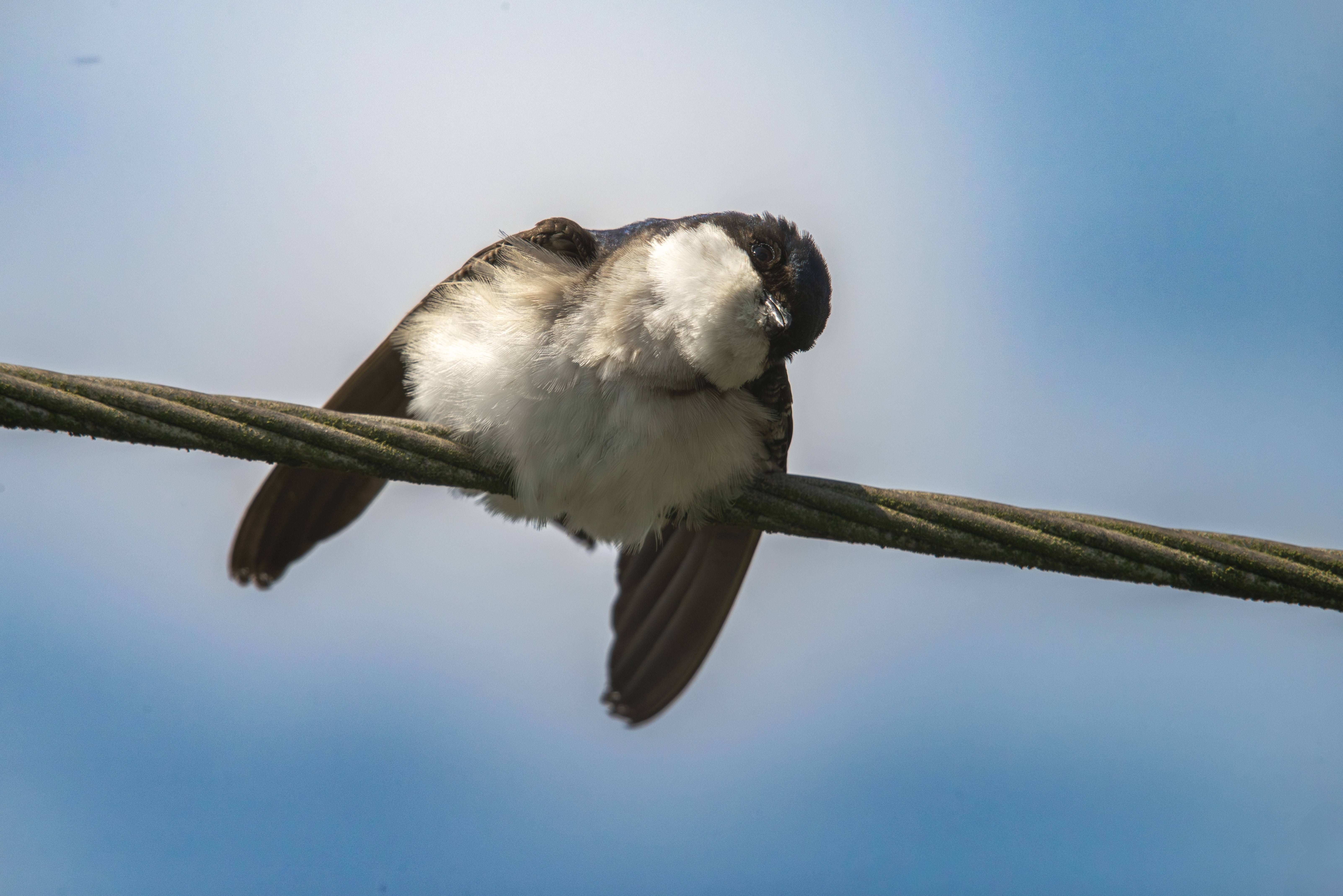 Eine Mehlschwalbe zeigt Abwehrverhalten gegen Parasiten und sitzt auf einem Draht vor blauem Himmel.