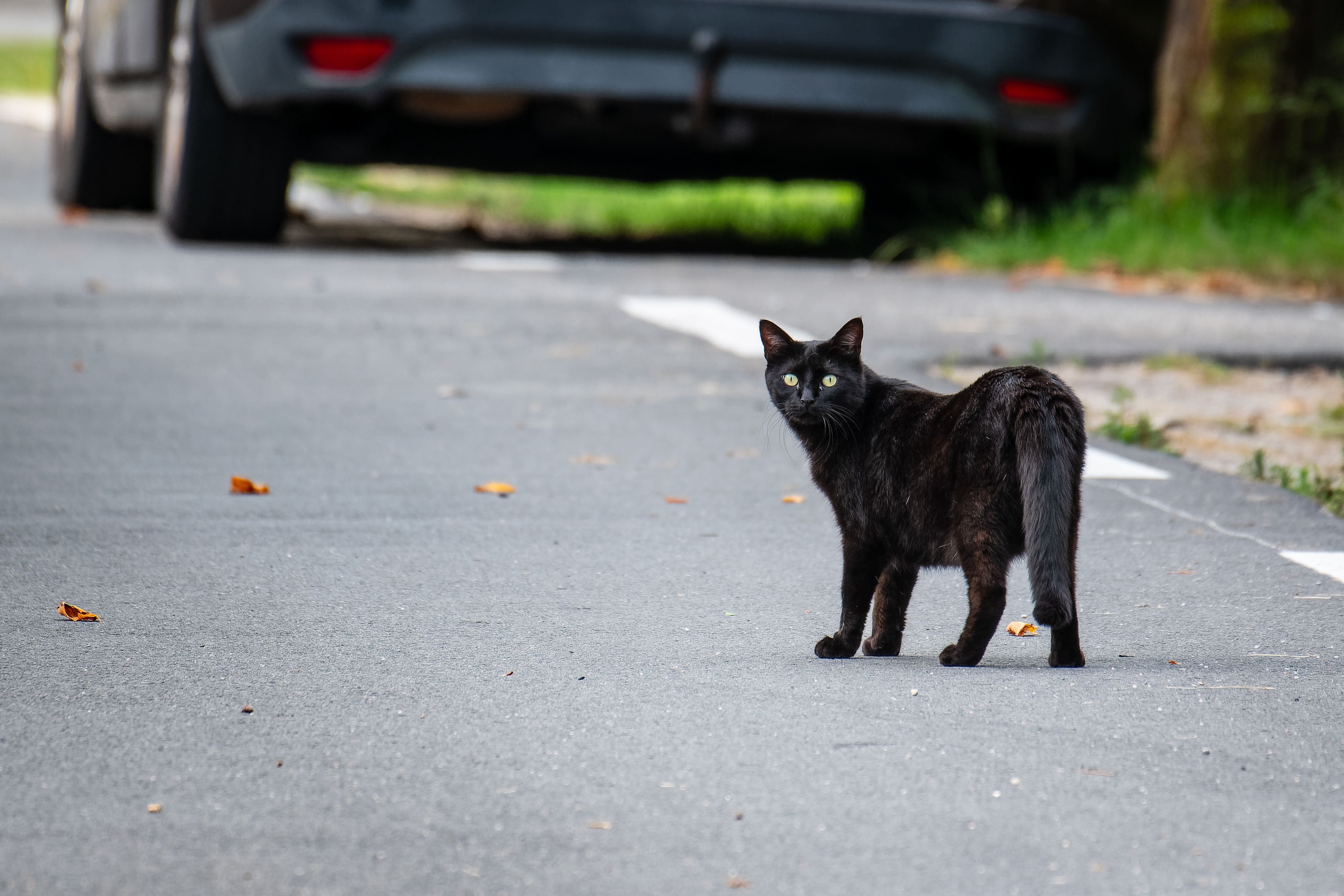 Schwarze streunende Katze läuft auf der Straße, im Hintergrund steht ein Auto.